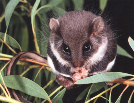 glider feathertail pittwater gliders sugar issue july pittwateronlinenews